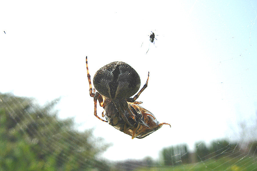 Quattro Araneidae